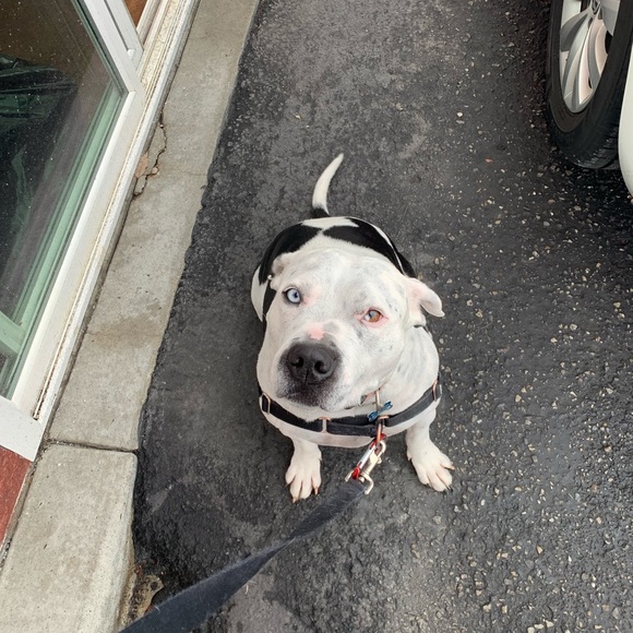 Meet your Posher, Casey - Picture 2 of 3